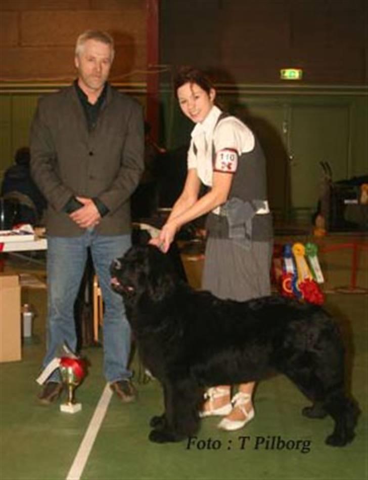 Newfoundlænder black houdini" lady pearl billede 9