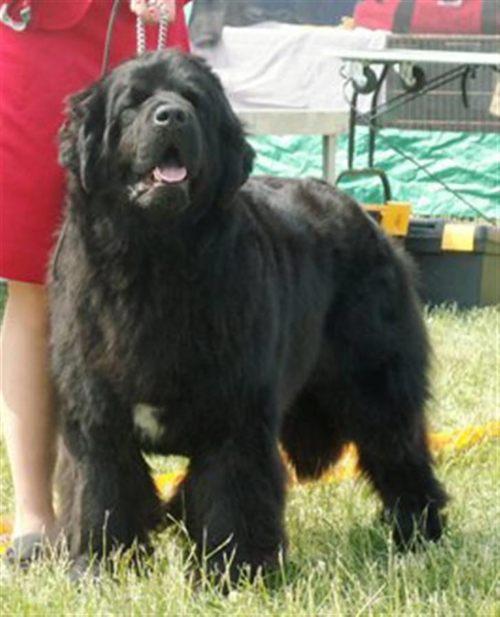 Newfoundlænder black houdini" lady pearl billede 10