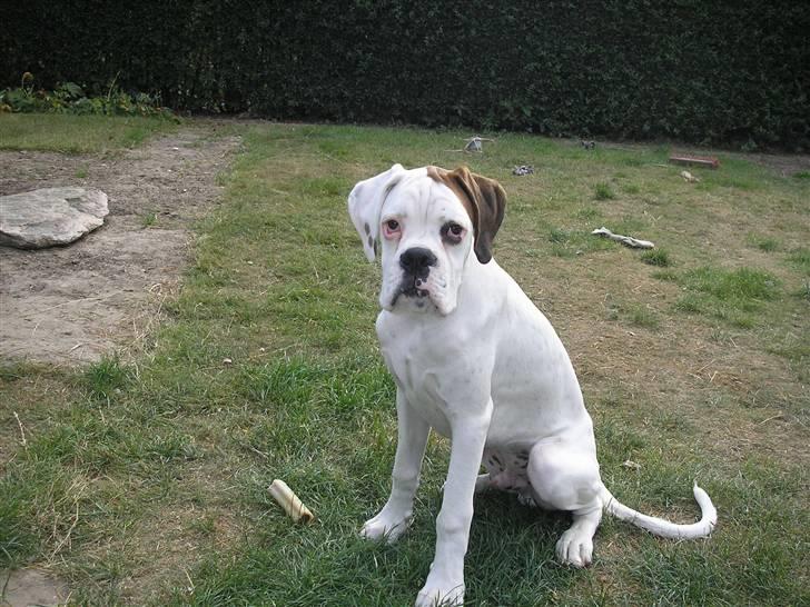 Boxer Laban  - hvem mig?? billede 8
