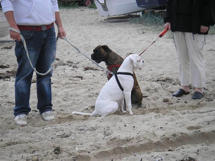 Boxer Laban  - siger du til hvis der sker noget sjovt?? billede 9