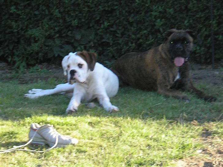 Boxer Laban  - det er hårdt når det er så varmt billede 10