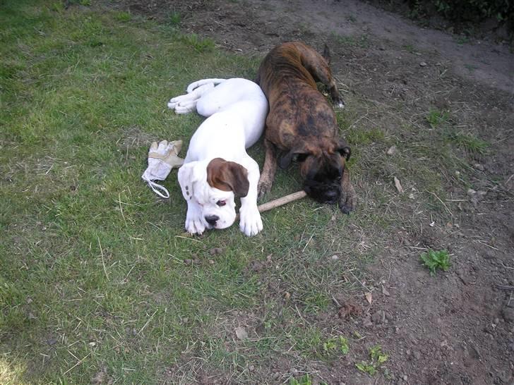 Boxer Laban  - faster Jessie og jeg elsker at lege sammen. min bedste ven.. billede 11