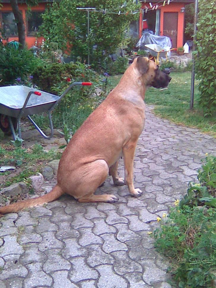 Blanding af racer Nala billede 12