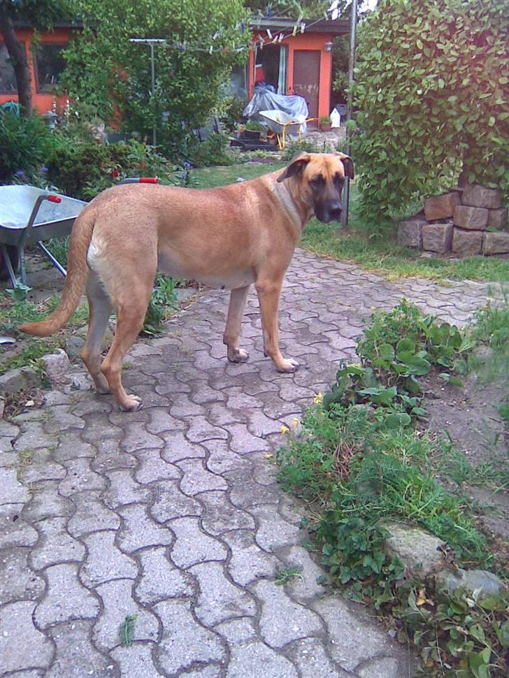 Blanding af racer Nala billede 13