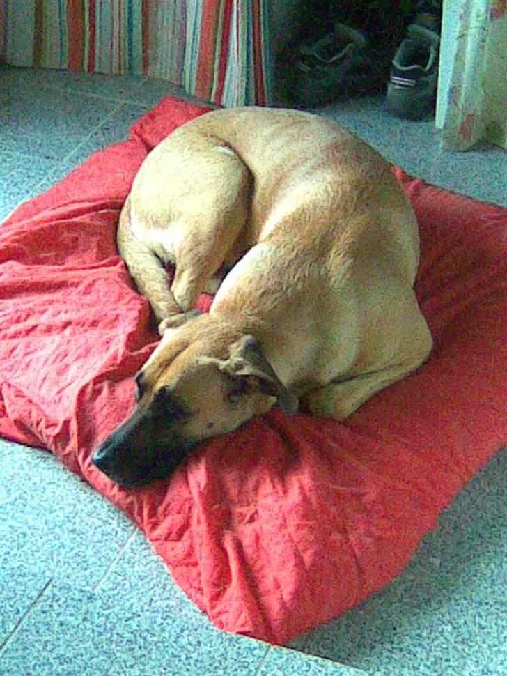 Blanding af racer Nala billede 14