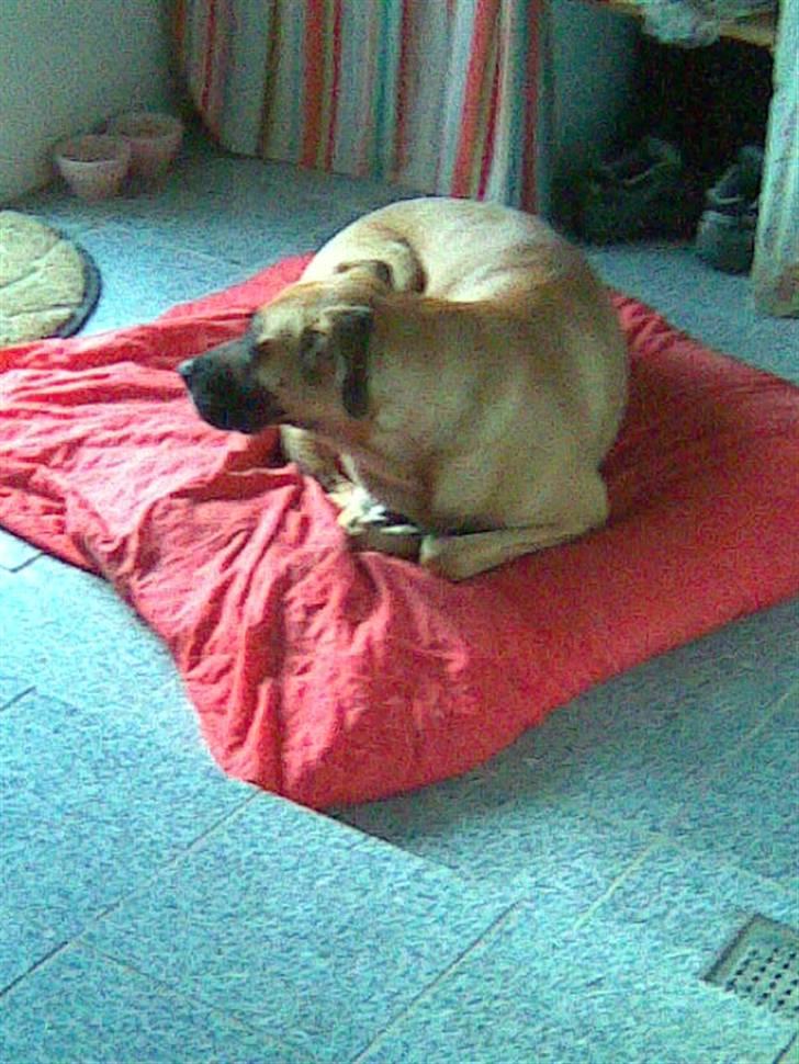 Blanding af racer Nala billede 15