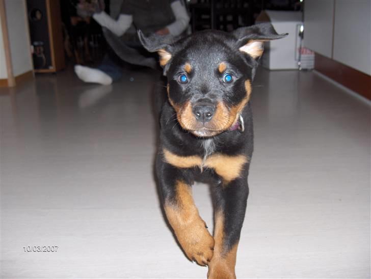 Rottweiler Basse  billede 1