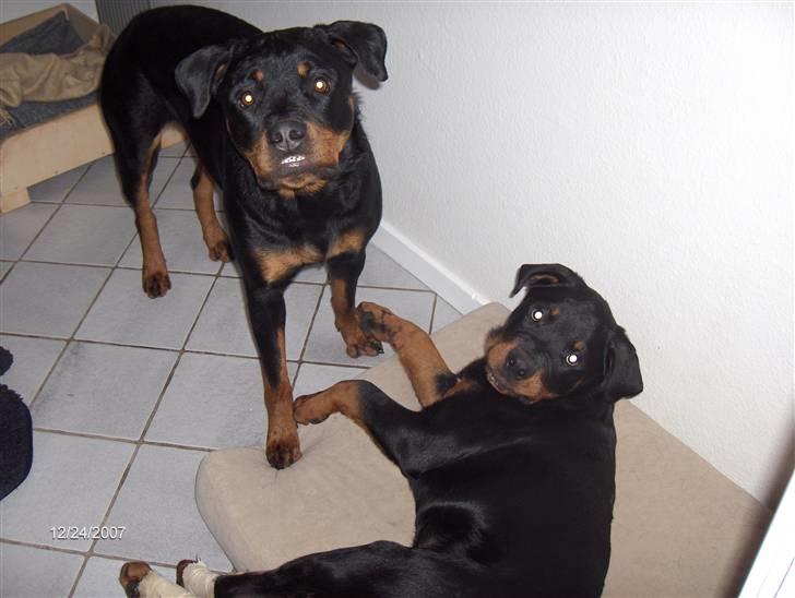 Rottweiler Basse  billede 2