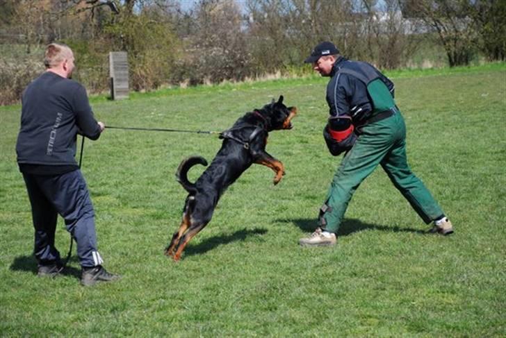 Rottweiler Basse  billede 3