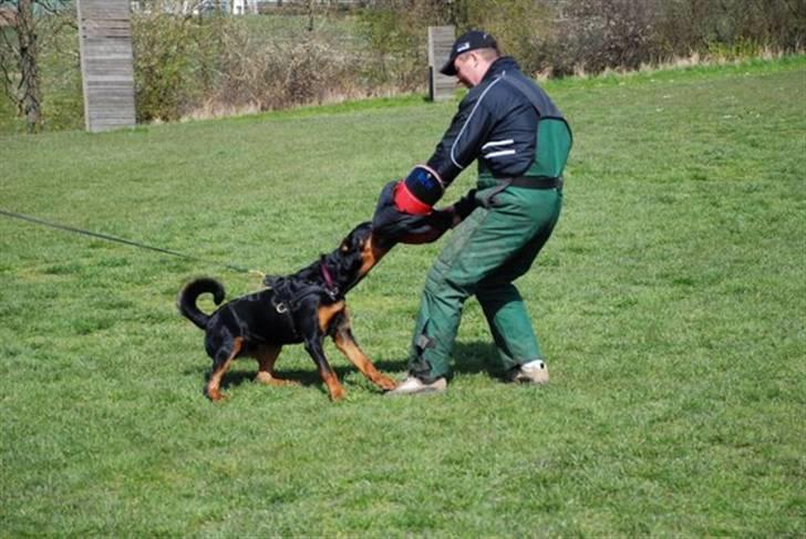 Rottweiler Basse  billede 4
