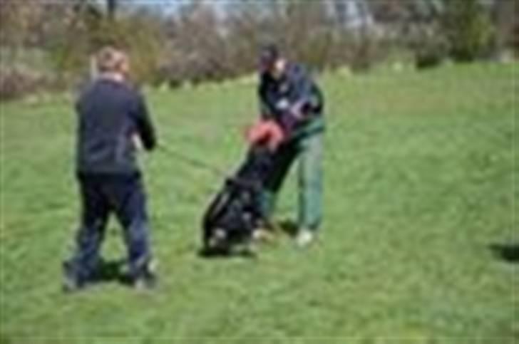 Rottweiler Basse  billede 5