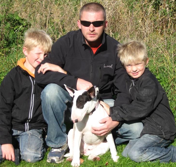 Bullterrier diva (grise pigen) billede 14