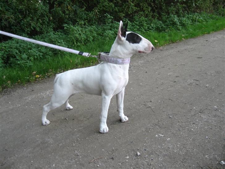 Bullterrier diva (grise pigen) billede 15