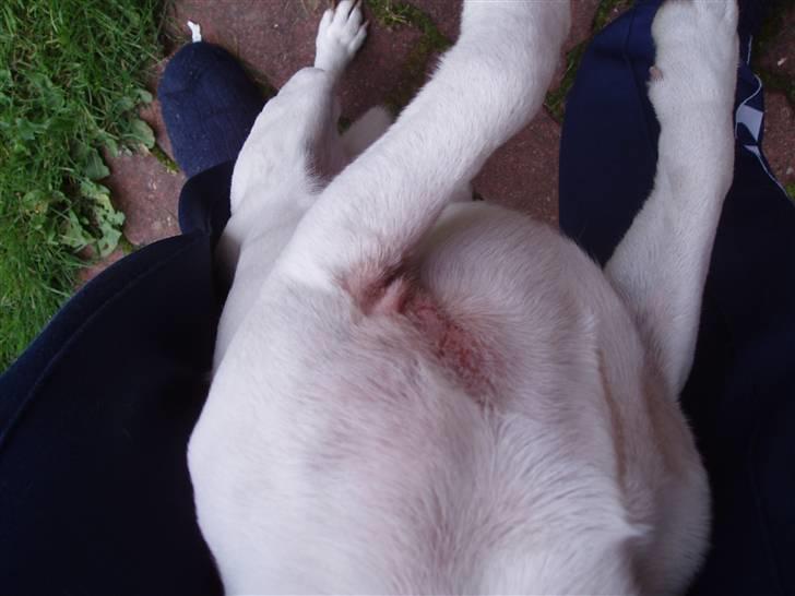 Jack russell terrier yorkie billede 6