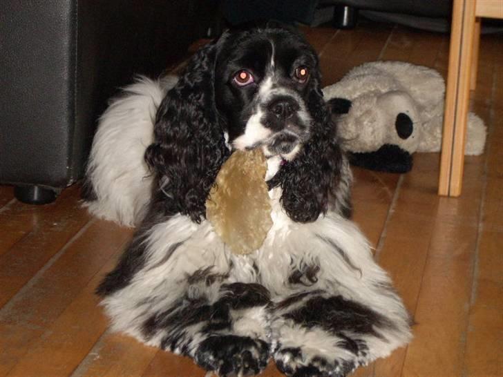 Amerikansk cocker spaniel Tryly yours kool chance billede 1