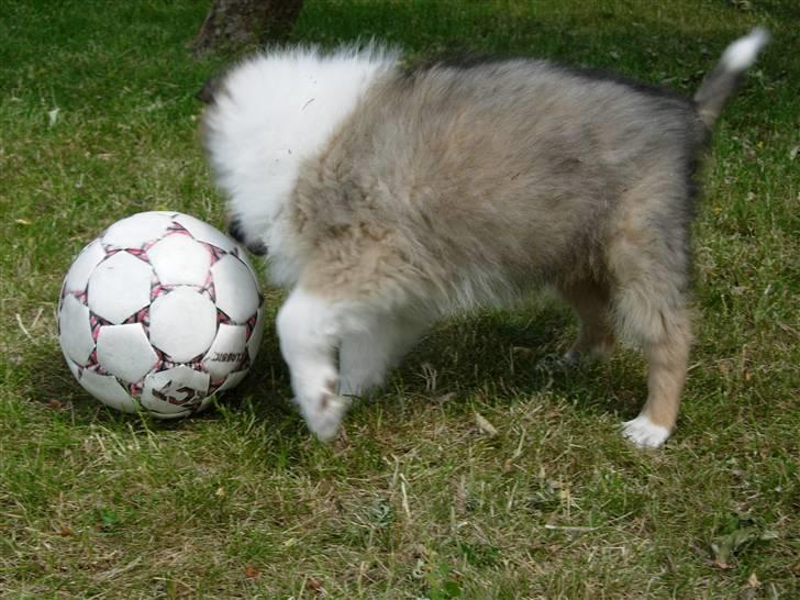 Collie langhåret Collie Farm Im One My Way billede 10