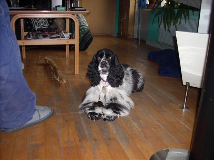 Amerikansk cocker spaniel Tryly yours kool chance billede 2