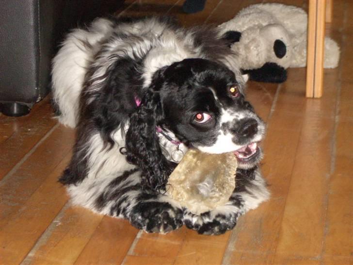 Amerikansk cocker spaniel Tryly yours kool chance billede 3