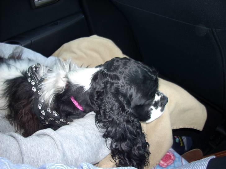 Amerikansk cocker spaniel Tryly yours kool chance billede 4