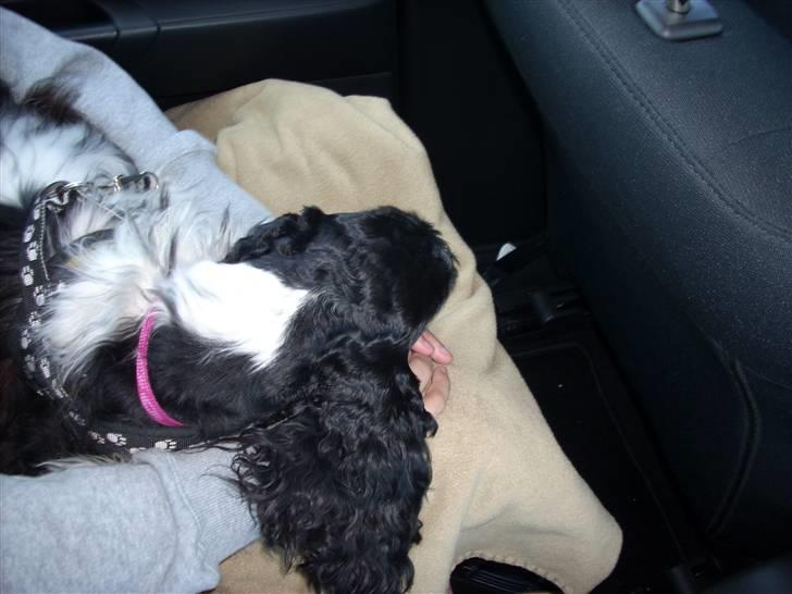 Amerikansk cocker spaniel Tryly yours kool chance billede 5