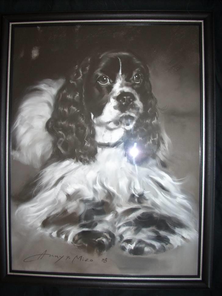Amerikansk cocker spaniel Tryly yours kool chance billede 6