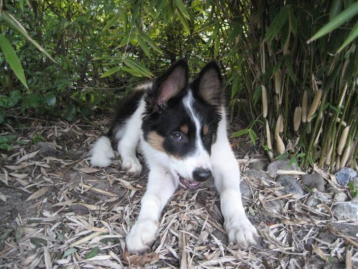 Border collie Malthe <3 - Velkommen til Malthes profil, kig den godt igennem , og smid gerne en kommentar :P billede 1
