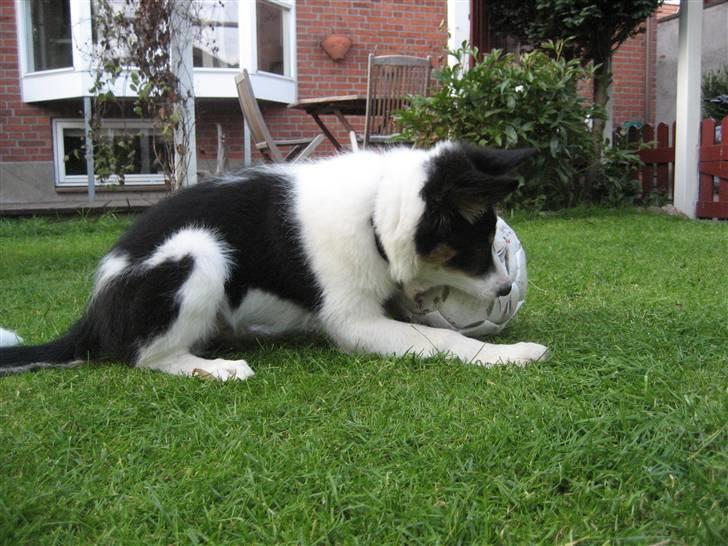 Border collie Malthe <3 - Malthe har ik lige forstået princippet i at sparke til bolden :P billede 2