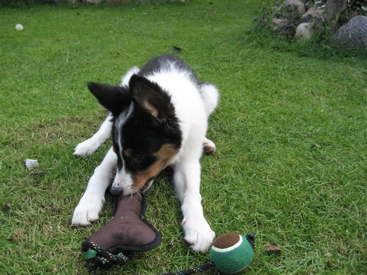 Border collie Malthe <3 - Malthe 14 uger (: billede 3
