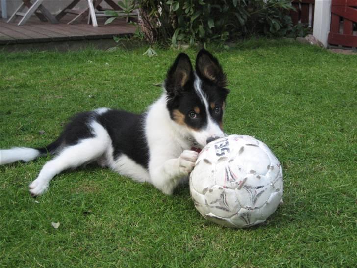 Border collie Malthe <3 - Nok en lidt for stor bold :D <3 billede 4