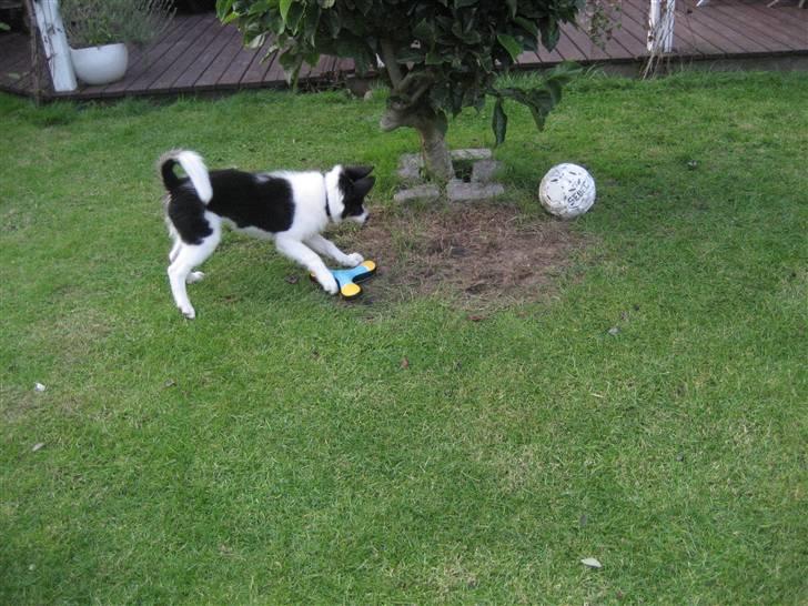 Border collie Malthe <3 - Jah, hvilken en skal man nu vælge ? (: billede 5