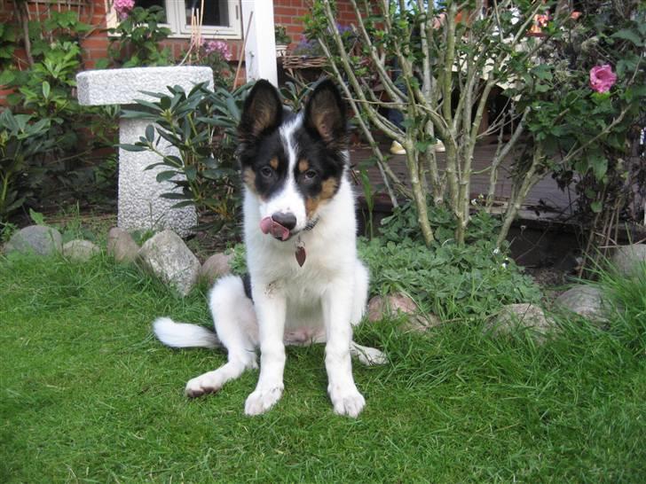 Border collie Malthe <3 - Ej, der var jeg altså ik helt klar til et billede :P billede 6