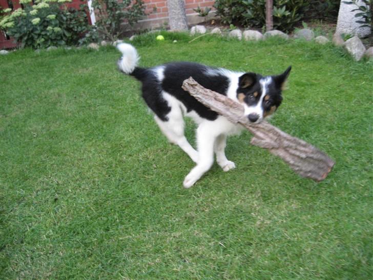 Border collie Malthe <3 - Hmm, den er måske også for stor ? (: billede 7