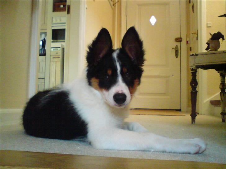 Border collie Malthe <3 - Malthe 13 uger (: billede 8
