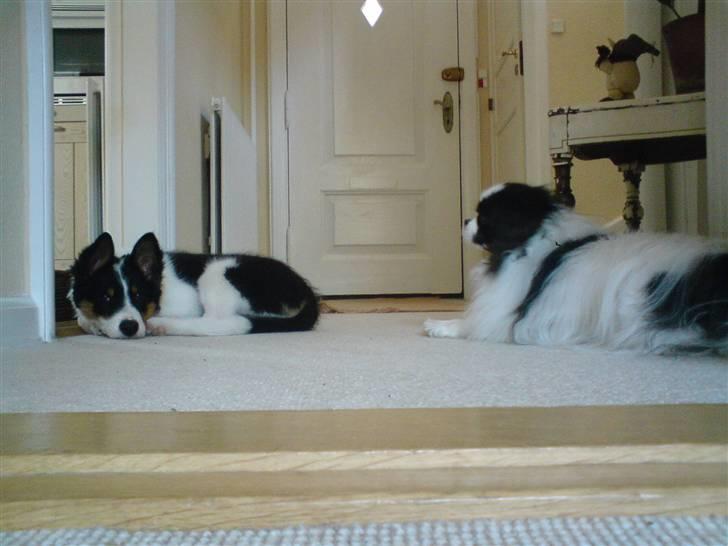 Border collie Malthe <3 - Sammen med vores anden hund Zepo <33 billede 9