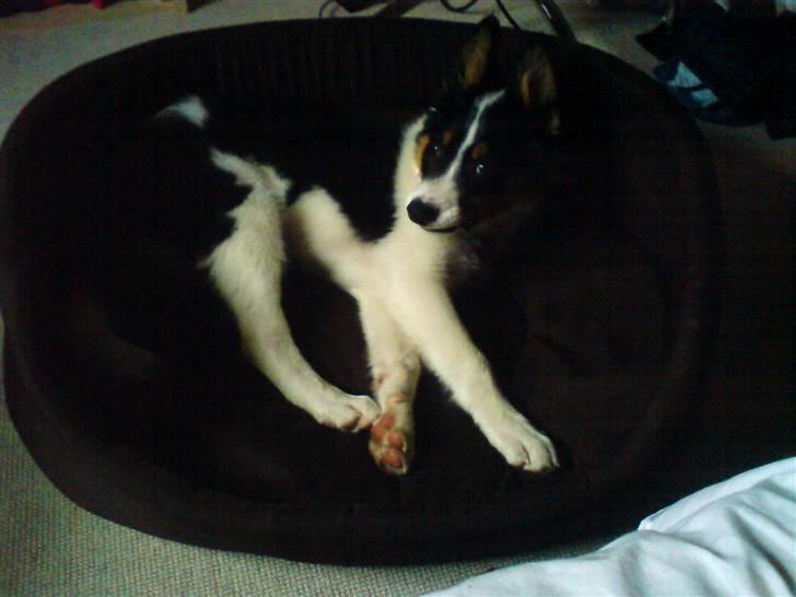 Border collie Malthe <3 - Malthe 13 uger (: billede 10