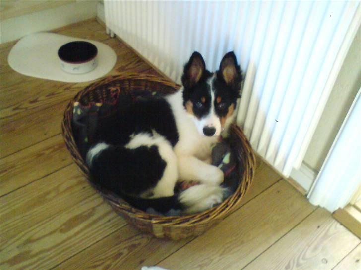 Border collie Malthe <3 - Det kunne være at han skulle ligge sig i sin egen kurv, som er lidt større :P billede 11