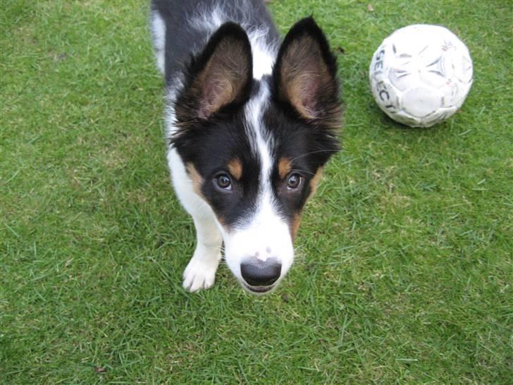 Border collie Malthe <3 - Halløj deroppe ? (; billede 12
