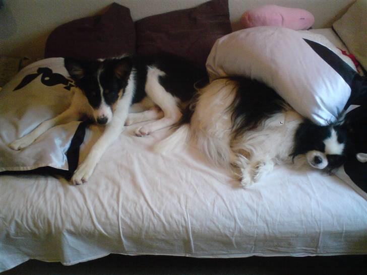 Border collie Malthe <3 - De tager lige en slapper sammen :P billede 13