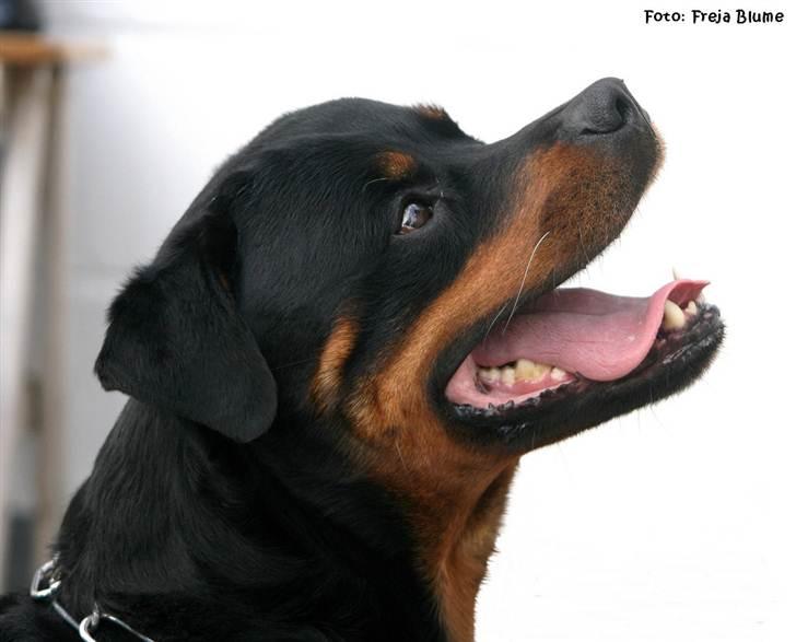 Rottweiler Vom Hause Kanku's Wictor. - Juni 2010 Taget af F & Z billede 38