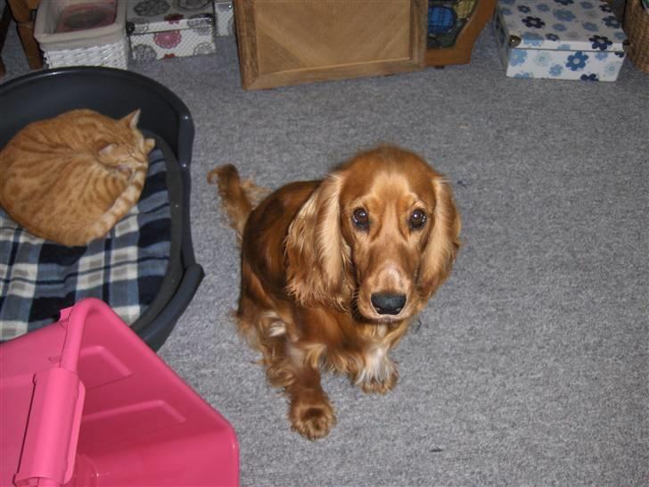 Cocker spaniel Chico billede 7