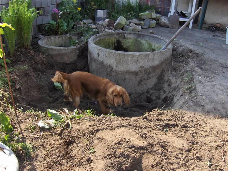 Cocker spaniel Chico billede 8