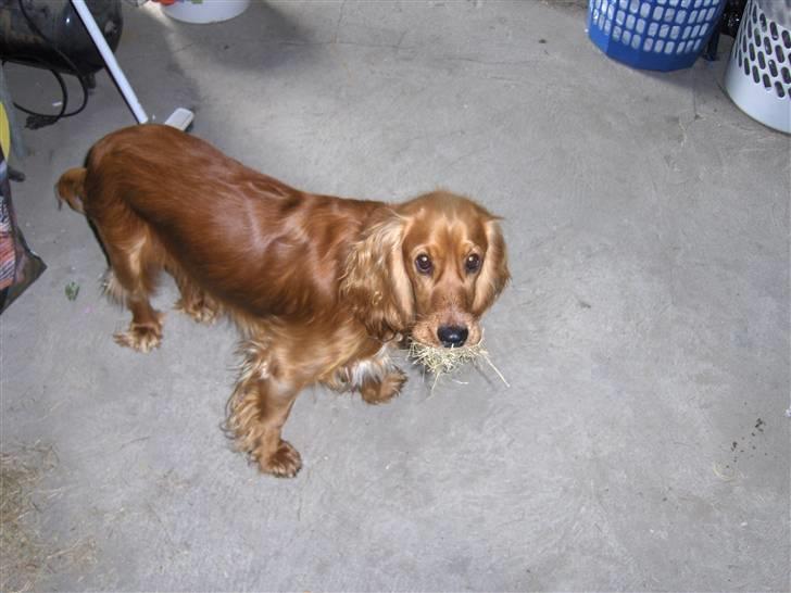 Cocker spaniel Chico billede 9