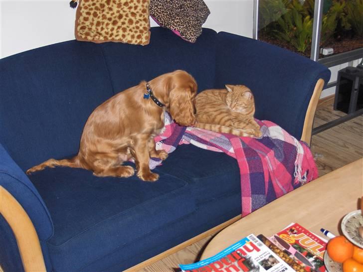 Cocker spaniel Chico - De nye Garfield og Futte .. :´b  billede 10