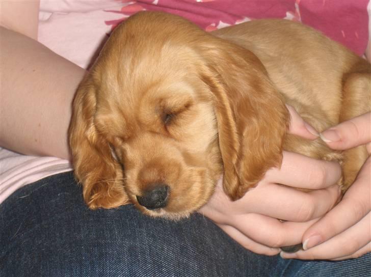 Cocker spaniel Chico - Den første dag vi kom hjem med ham.. (´: billede 11