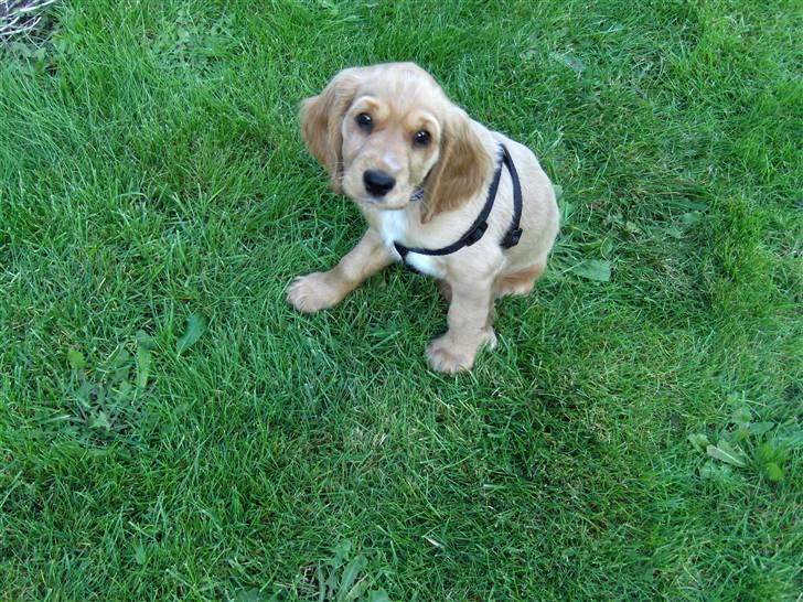 Cocker spaniel Chico billede 12