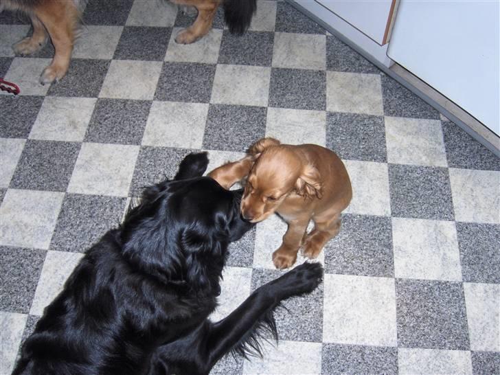 Cocker spaniel Chico - Chico og hans go´e ven Bølle (´:  billede 13