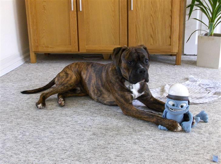 Blanding af racer Tiger - Tigers bedste bamse.. billede 7