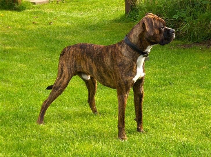 Blanding af racer Tiger billede 8