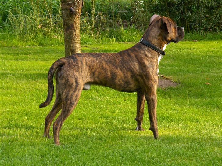 Blanding af racer Tiger billede 9