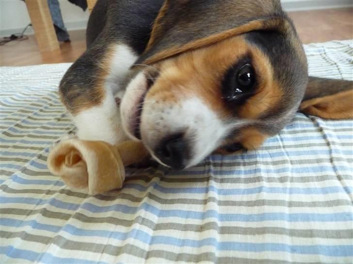 Beagle Rosa - 8 uger gammel billede 1